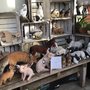 Photo of Ferndale Nursery & Garden Centre