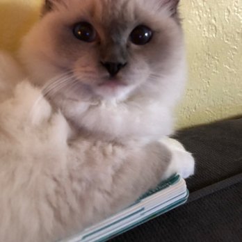 Fur Real Ragdolls - This is Oksana - Pet Breeders Near Me Fur Real Ragdolls - This is Oksana - Pet Breeders Near Me