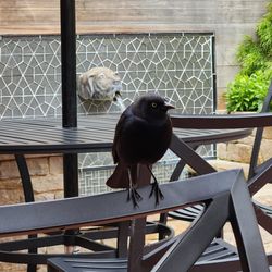 Cafe Luna - Bird hanging around seating area looking for crumbs