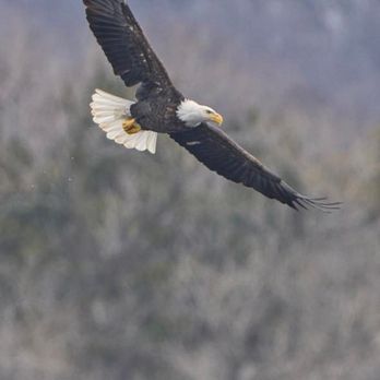 Dells Kayak Rentals  - Sam the Eagle - Rafting/Kayaking Near Me - Wisconsin Dells, Wisconsin