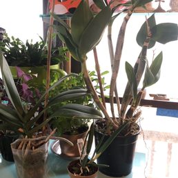 L to R: Phal noid; Stlma. Kelly Lea (mini); Dendrobium Fire Wings - enormous! Thanks, White Plains Orchids! L to R: Phal noid; Stlma. Kelly Lea (mini); Dendrobium Fire Wings - enormous! Thanks, White Plains Orchids!