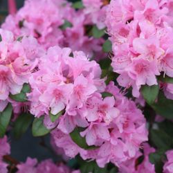 Zema's Nursery - Azaleas & Other Great Mother's Day Gift Ideas!