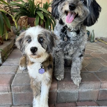 Los Altos Veterinary Clinic - Veterinarians Near Me - Los Altos, California