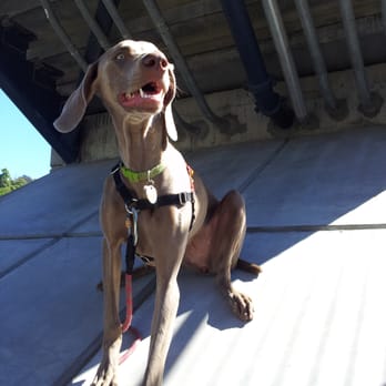 Break It Down Dog Training - Pet Training Near Me Break It Down Dog Training - Pet Training Near Me
