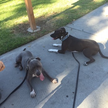 Eggers Dog Training - Pet Training Near Me Eggers Dog Training - Pet Training Near Me