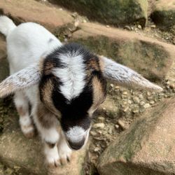 Wildpark Kaiserslautern