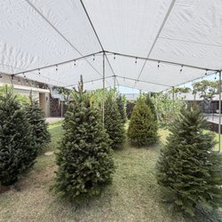 Beautiful trees set up under the tent.