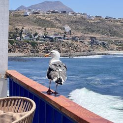Hotel Calafia - Beautiful view