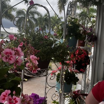 Mediterrano - Plants on exterior of restaurant - Mediterranean Near Me - Naples, Florida Mediterrano - Plants on exterior of restaurant - Mediterranean Near Me - Naples, Florida