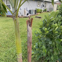 Palm City Palms & Tropical