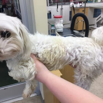 Petco - Before:  covered in urine. - Pet Training Near Me - Rosenberg, Texas