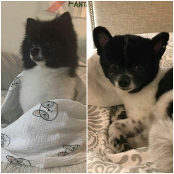 Honey Grooming - Before and after of our Pomeranian - Pet Groomers Near Me - Los Angeles, California Honey Grooming - Before and after of our Pomeranian - Pet Groomers Near Me - Los Angeles, California