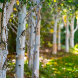 Cascade Garden - Photo Credit: Scott Butner