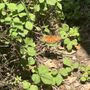 Photo of Baton Rouge Audubon Society Peveto Woods Sanctuary