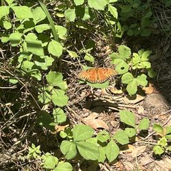 Baton Rouge Audubon Society Peveto Woods Sanctuary - Beautiful Butterflies