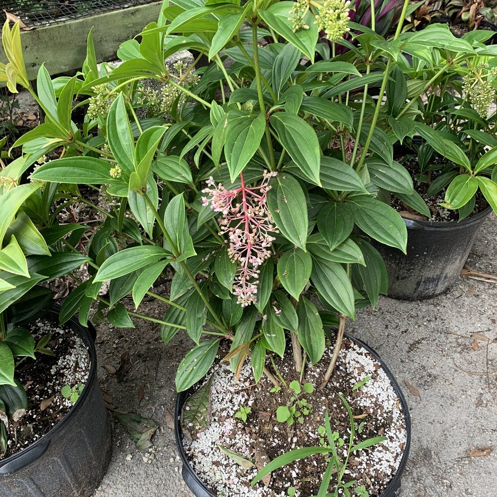 Jesse Durko's Nursery - Nurseries & Gardening Near Me - Davie, Florida Jesse Durko's Nursery - Nurseries & Gardening Near Me - Davie, Florida