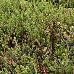 Cranberry Museum & Gift Shop - Beautiful low growing cranberry vines.