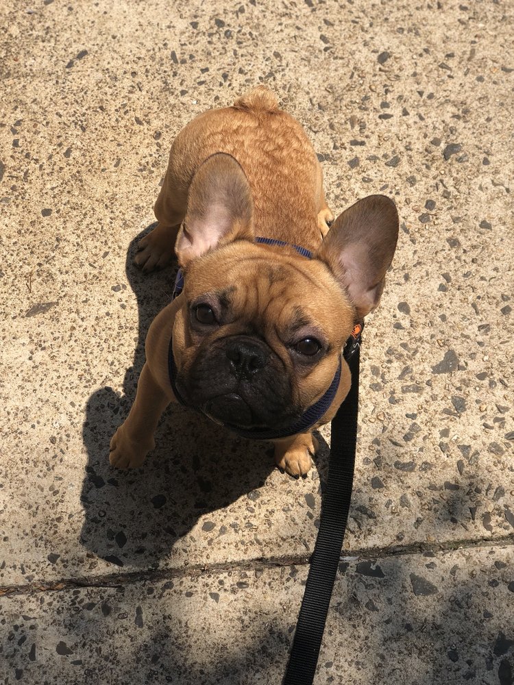 Raiders of the Lost Bark - pet boarding facility in Brooklyn, NY