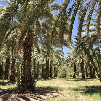 China Ranch Date Farm - Ranches Near Me - Tecopa, California