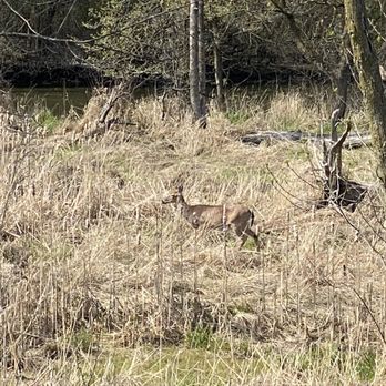 Blue Star Memorial Woods - Mama deer & new born dawn (so tiny) - Parks Near Me - Glenview, Illinois Blue Star Memorial Woods - Mama deer & new born dawn (so tiny) - Parks Near Me - Glenview, Illinois