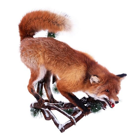 Giaudrone's Animal Artist Studio - taxidermy in Gillespie, IL