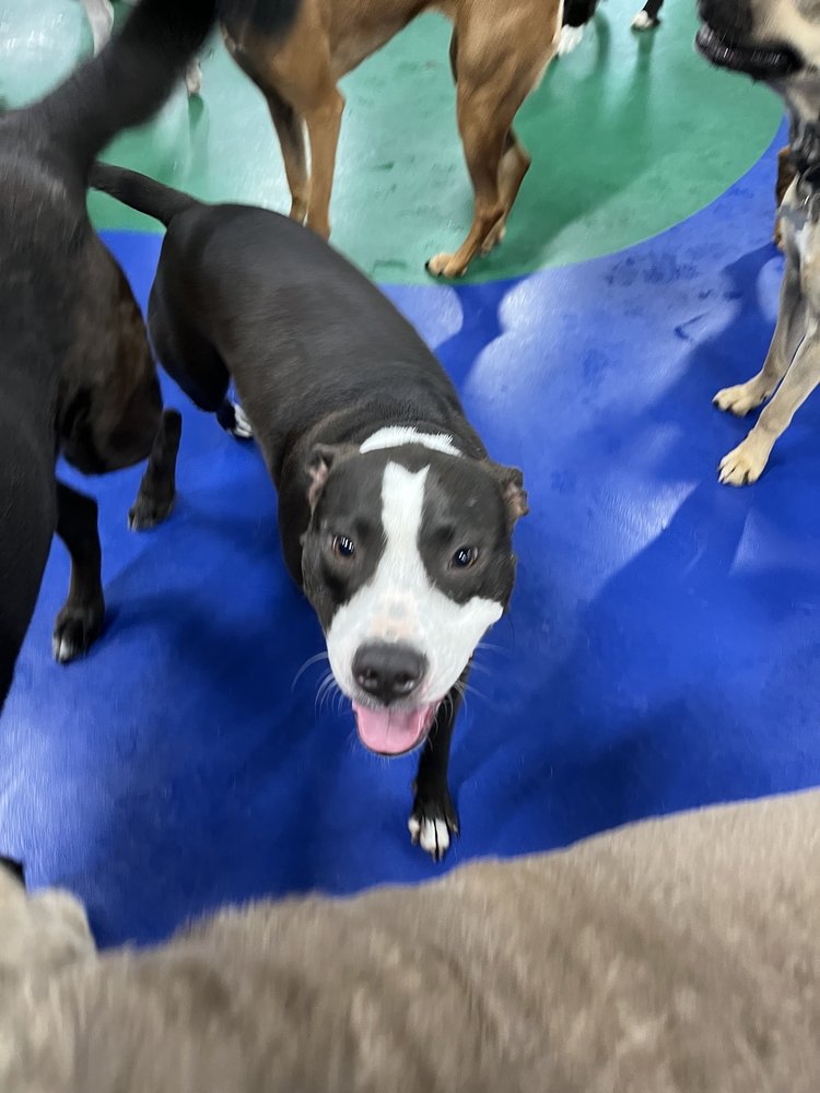 The K9 Corner - pet boarding facility in Simpsonville, SC