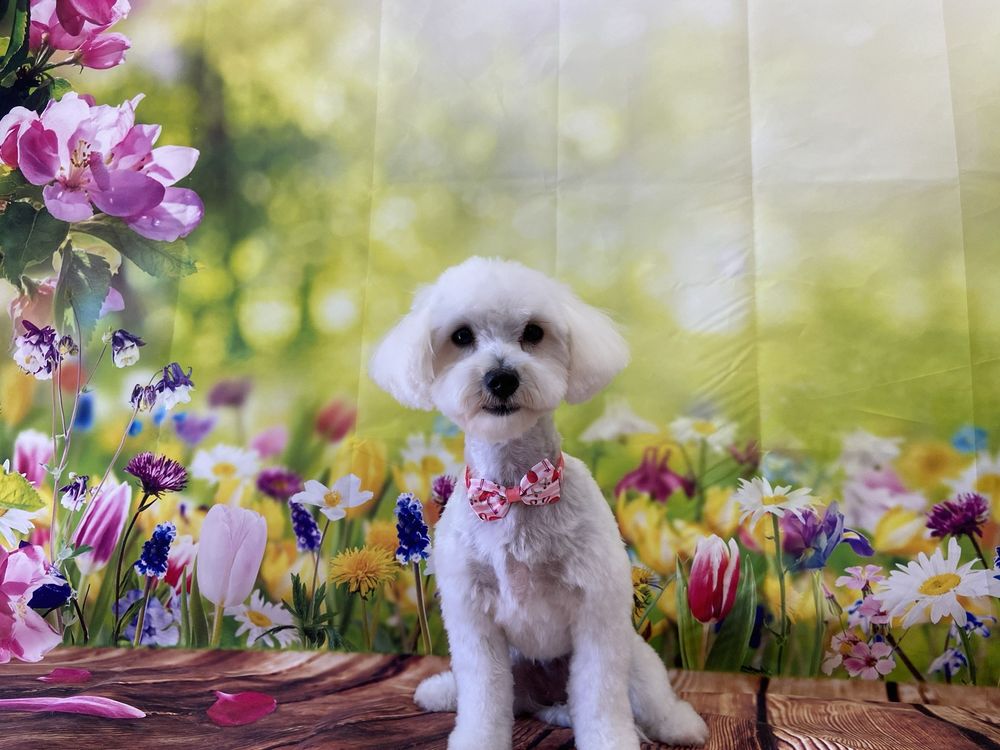 Maltipoos of Hawaii - pet boarding facility in Waianae, HI