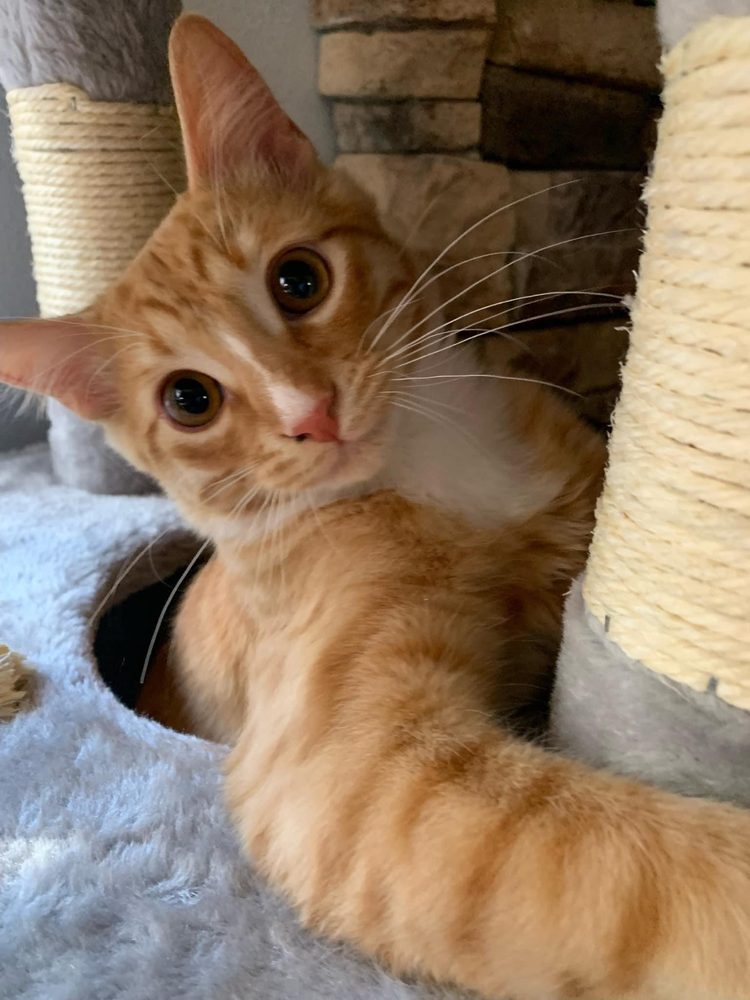 EAST END ANIMAL CARE Updated October 2024 10 Reviews 20224 Arch