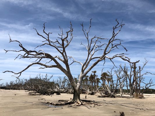 Botany Bay Heritage Preserve/Wildlife Management Area by null