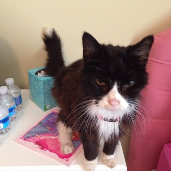 Just Pets Veterinary Hospital - The day a hurt cat followed us home from the bus. - Veterinarians Near Me - Cumming, Georgia Just Pets Veterinary Hospital - The day a hurt cat followed us home from the bus. - Veterinarians Near Me - Cumming, Georgia