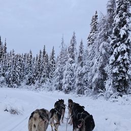 Dog sled Dog sled