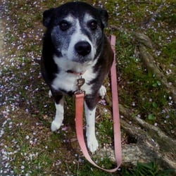 Fur Friendly Time Outs - Sophia, the wise old girl.