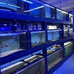 All Things Aquariums