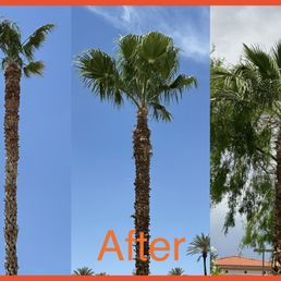 After palm tree trimming After palm tree trimming