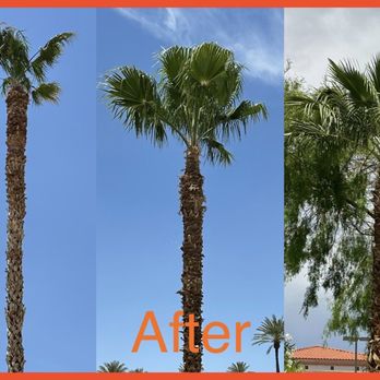 Royal Tree Service - After palm tree trimming - Tree Services Near Me Royal Tree Service - After palm tree trimming - Tree Services Near Me