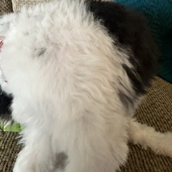 Fancy Paws Pet Salon - Pet Groomers Near Me - Nampa, Idaho