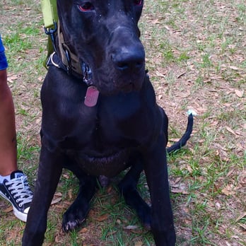 Pets In The Park - Festivals Near Me - Tampa, Florida Pets In The Park - Festivals Near Me - Tampa, Florida