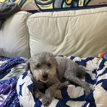 Healthy Spot - Rockridge - Great short haircut on our poodle - Pet Groomers Near Me - Berkeley, California Healthy Spot - Rockridge - Great short haircut on our poodle - Pet Groomers Near Me - Berkeley, California