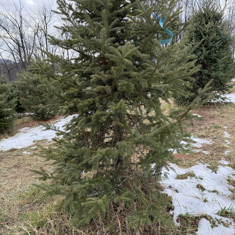 McCurdy Tree Farm & Landscape - if I ever brought this home, my wife would DIVORCE ME!! - Nurseries & Gardening Near Me - Dillsburg, Pennsylvania