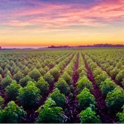 Bloom Hemp Market - Our farms