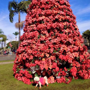 Hotel del Coronado, Curio Collection by Hilton - Poinsettia tree outside the Hotel Del Coronado - Coronado, CA
