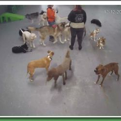 Dog cameras are available at all times!