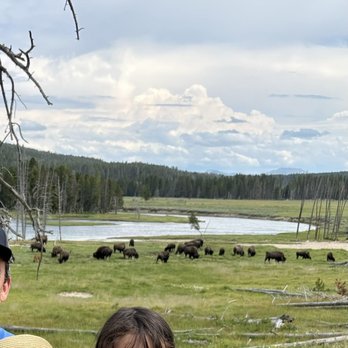 Bison Herd Viewing Area - This shows how close we were to the 40-bison herd! - Parks Near Me Bison Herd Viewing Area - This shows how close we were to the 40-bison herd! - Parks Near Me