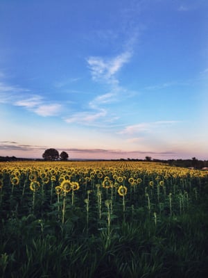 Pope Farm Conservancy by null