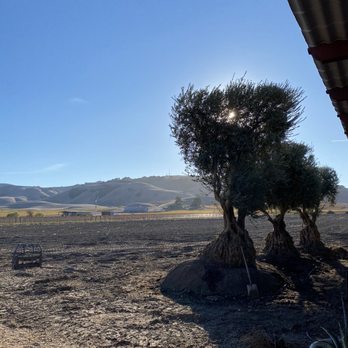 Robledo Family Winery - Just some 200-year old olive trees being transplanted! - Wineries Near Me - Sonoma, California