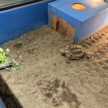 Indiana Dinosaur Museum - Turtle - Children's Museums Near Me - South Bend, Indiana Indiana Dinosaur Museum - Turtle - Children's Museums Near Me - South Bend, Indiana