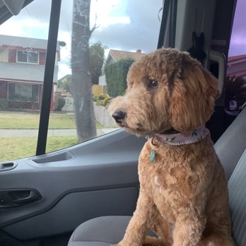 Colonies Pet Grooming - Lucille Ball's new haircut. Thanks MJ! - Pet Groomers Near Me - Upland, California Colonies Pet Grooming - Lucille Ball's new haircut. Thanks MJ! - Pet Groomers Near Me - Upland, California