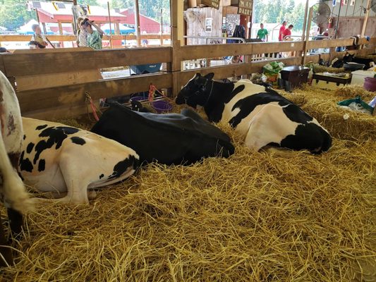 FOUR TOWN FAIR - Updated May 2024 - 56 Egypt Rd, Somers, Connecticut