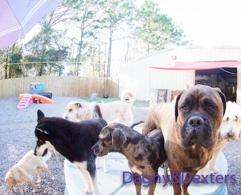 Dagny & Dexter's Doggie Daycare