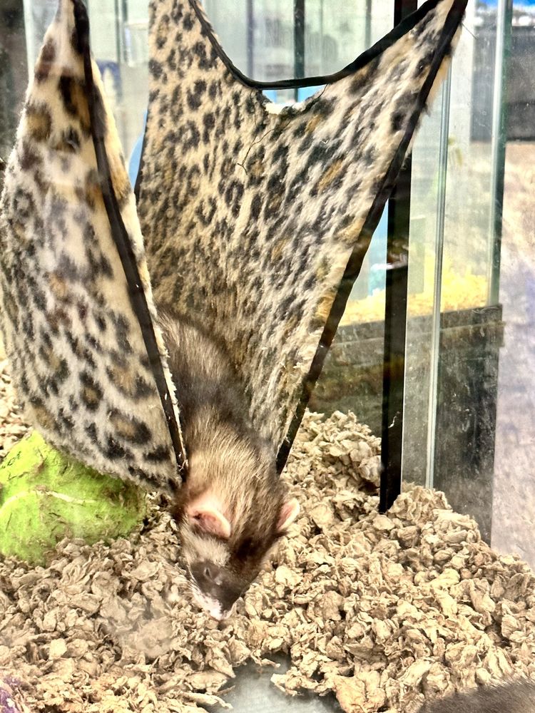 Pet Supermarket Image